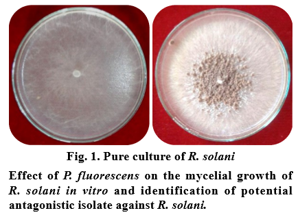 Antagonistic Effect Of Pseudomonas Fluorescens On The Mycelial Growth ...
