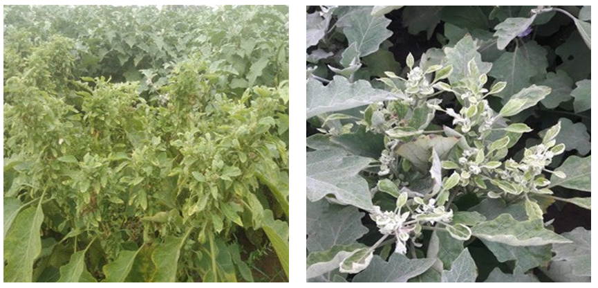 Figure 1a, 1b. Brinjal little leaf disease symptoms at Chittoor district of Andhra Pradesh.